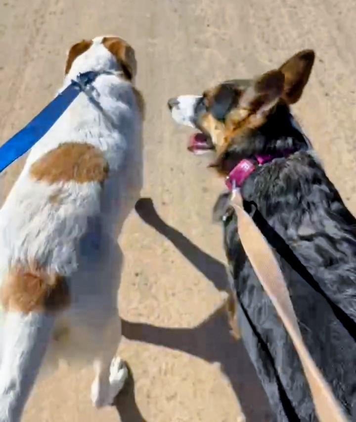 Enlarge Shadow, a Adoptable mixed breed in Evergreen, CO image 3/4