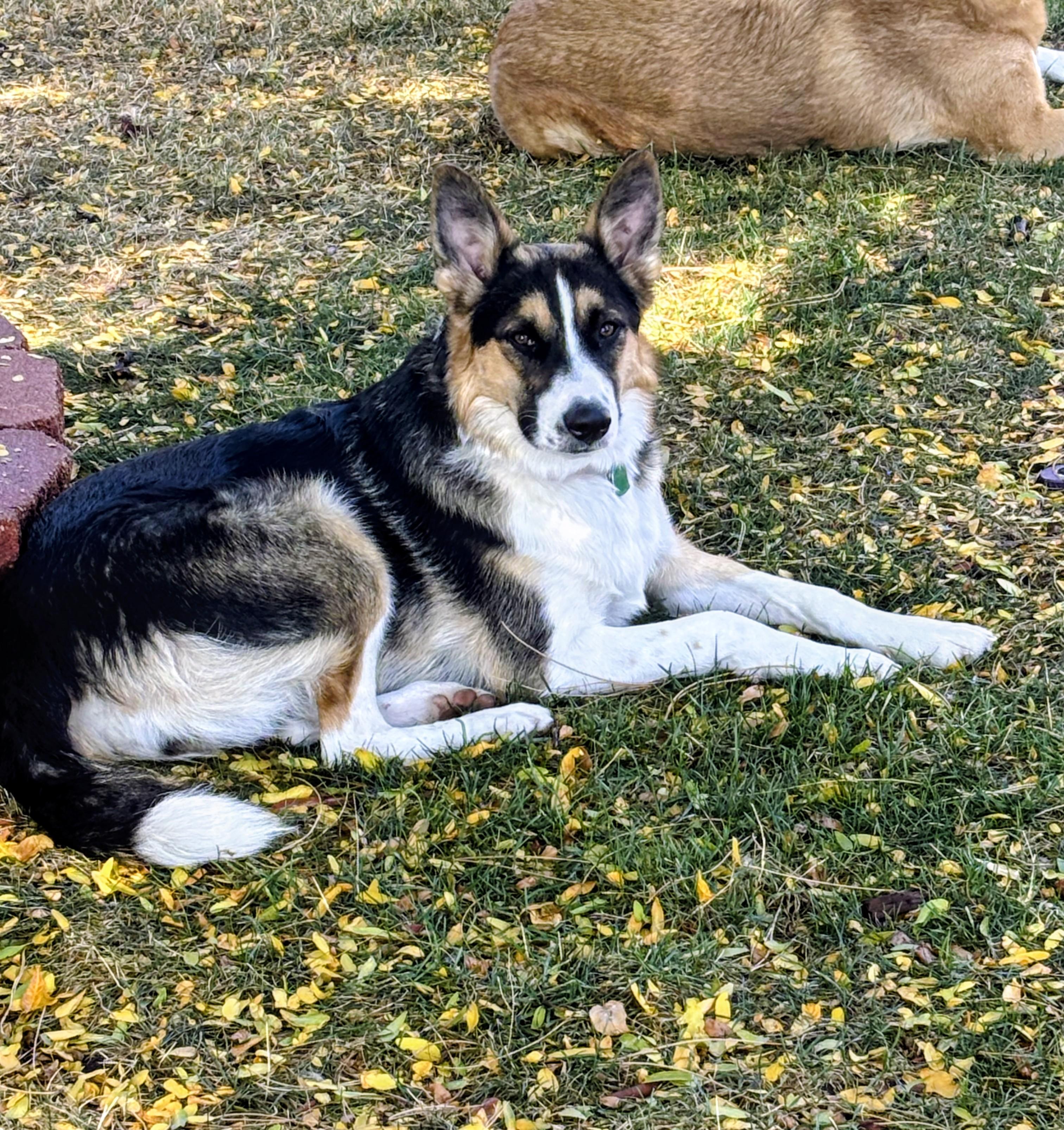 Enlarge Shadow, a Adoptable mixed breed in Evergreen, CO image 1/4