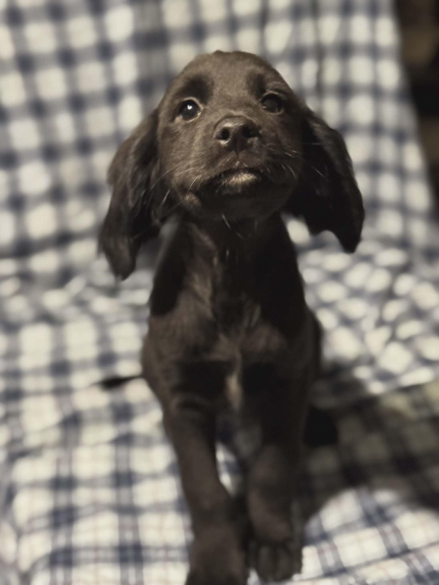 Lulu (Scott-Fostered in TN), adopted, Puppy Female Labradoodle & Dachshund.