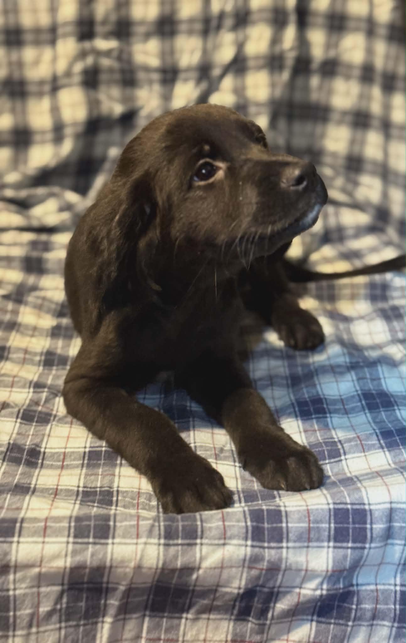 Lulu (Scott-Fostered in TN), an adopted mixed breed in Brooklyn, CT image 2/2