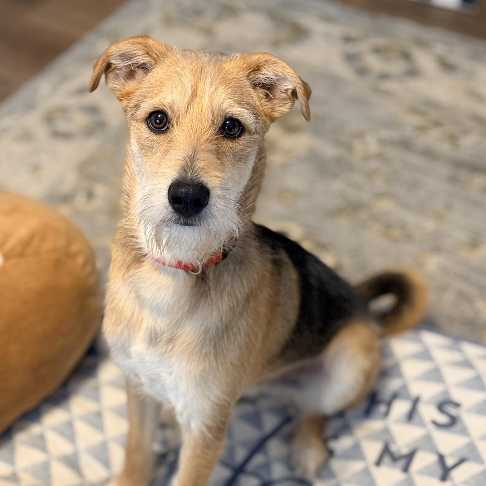 Enlarge Lil Waffle, a ADOPTABLE mixed breed in Racine, WI image 1/3