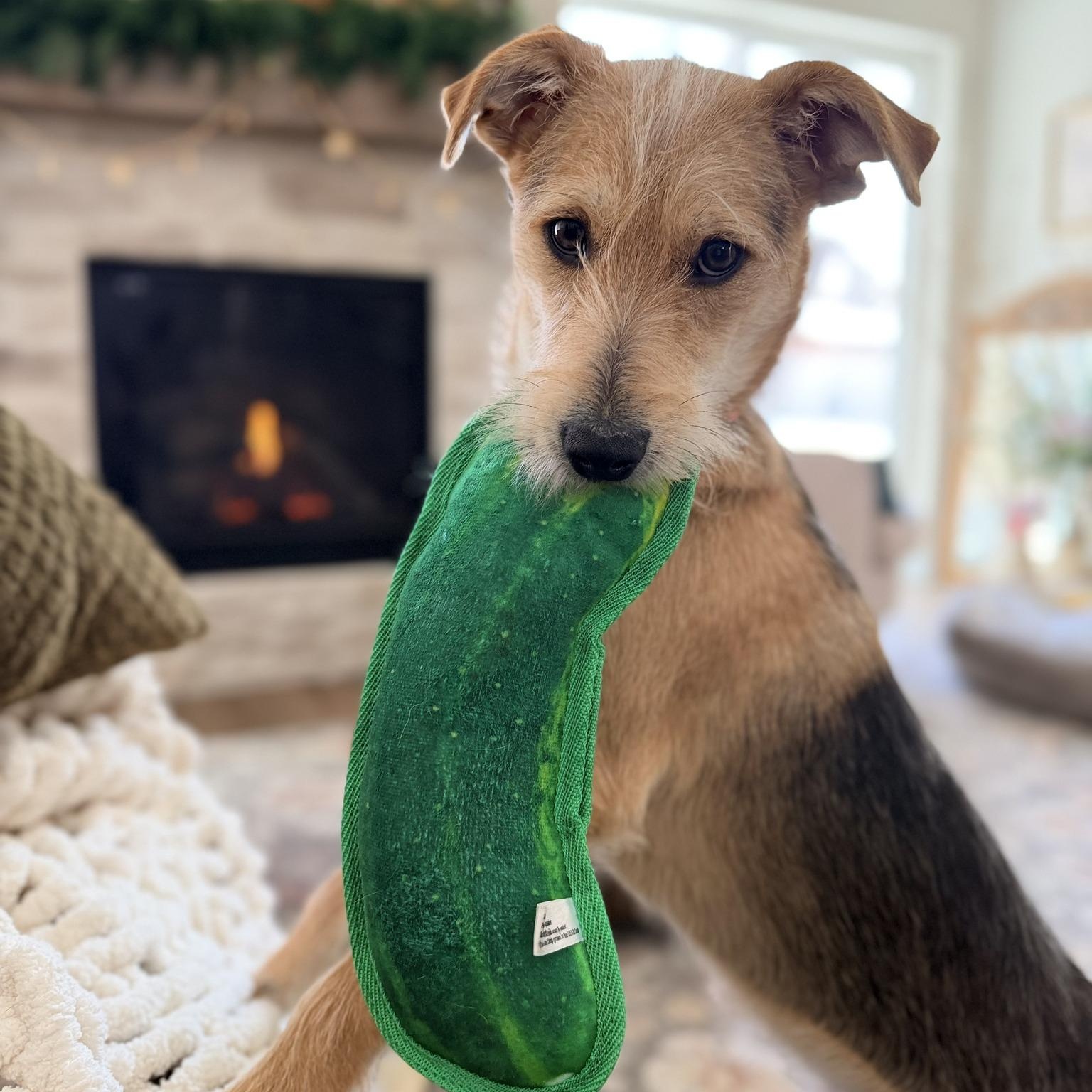 Enlarge Lil Waffle, a ADOPTABLE mixed breed in Racine, WI image 2/3