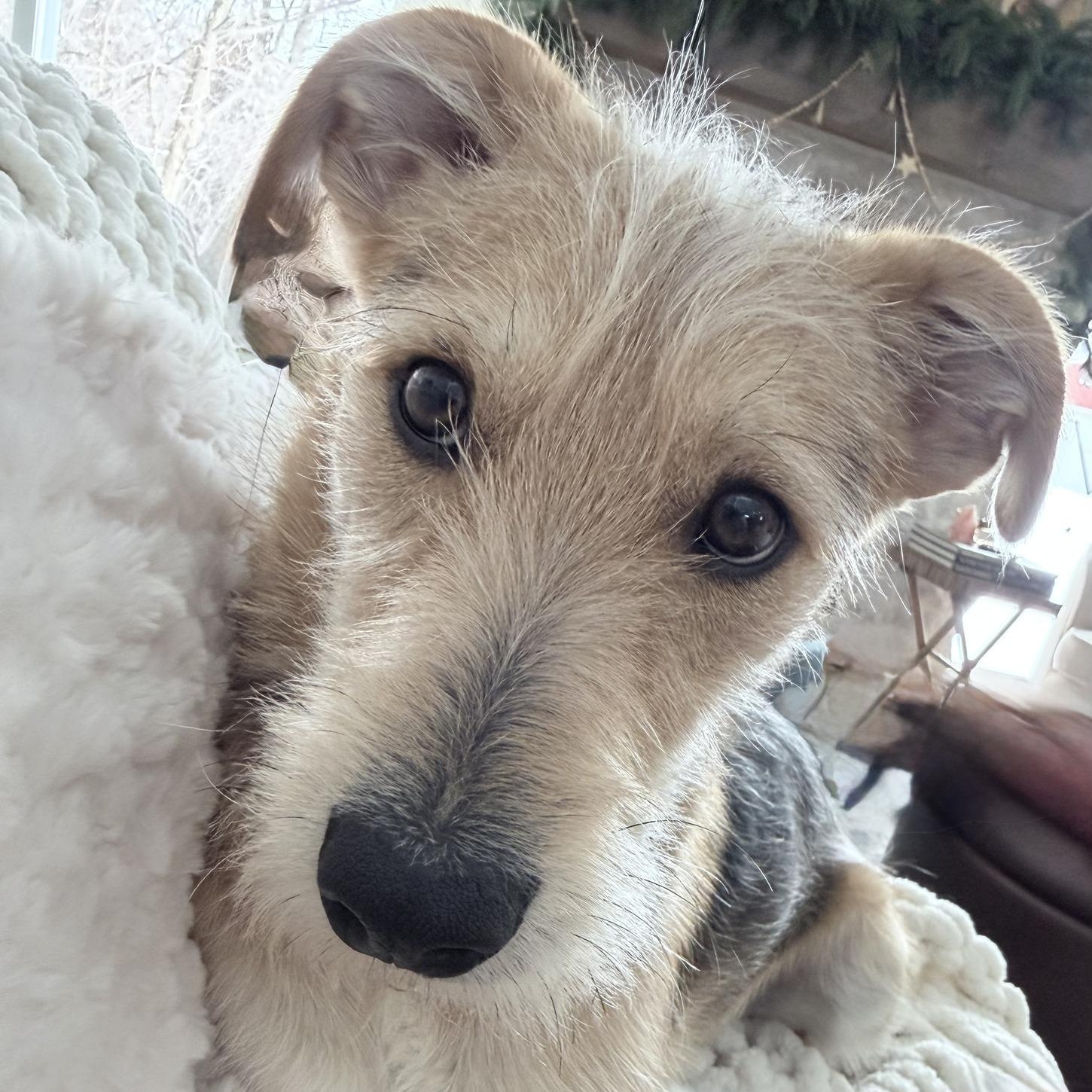 Enlarge Lil Waffle, a ADOPTABLE mixed breed in Racine, WI image 3/3