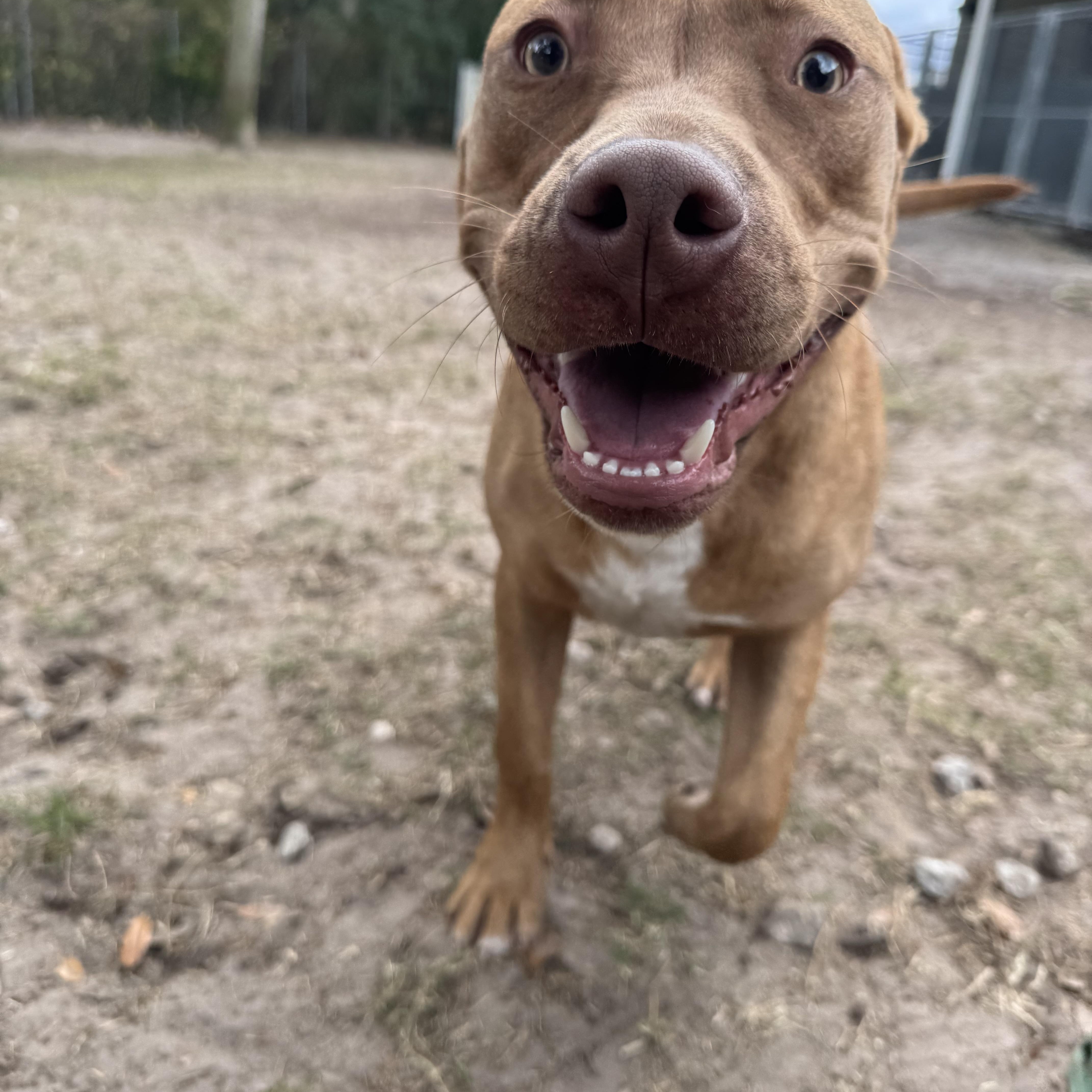 Enlarge Bruno, a ADOPTABLE mixed breed in Maitland, FL image 3/4