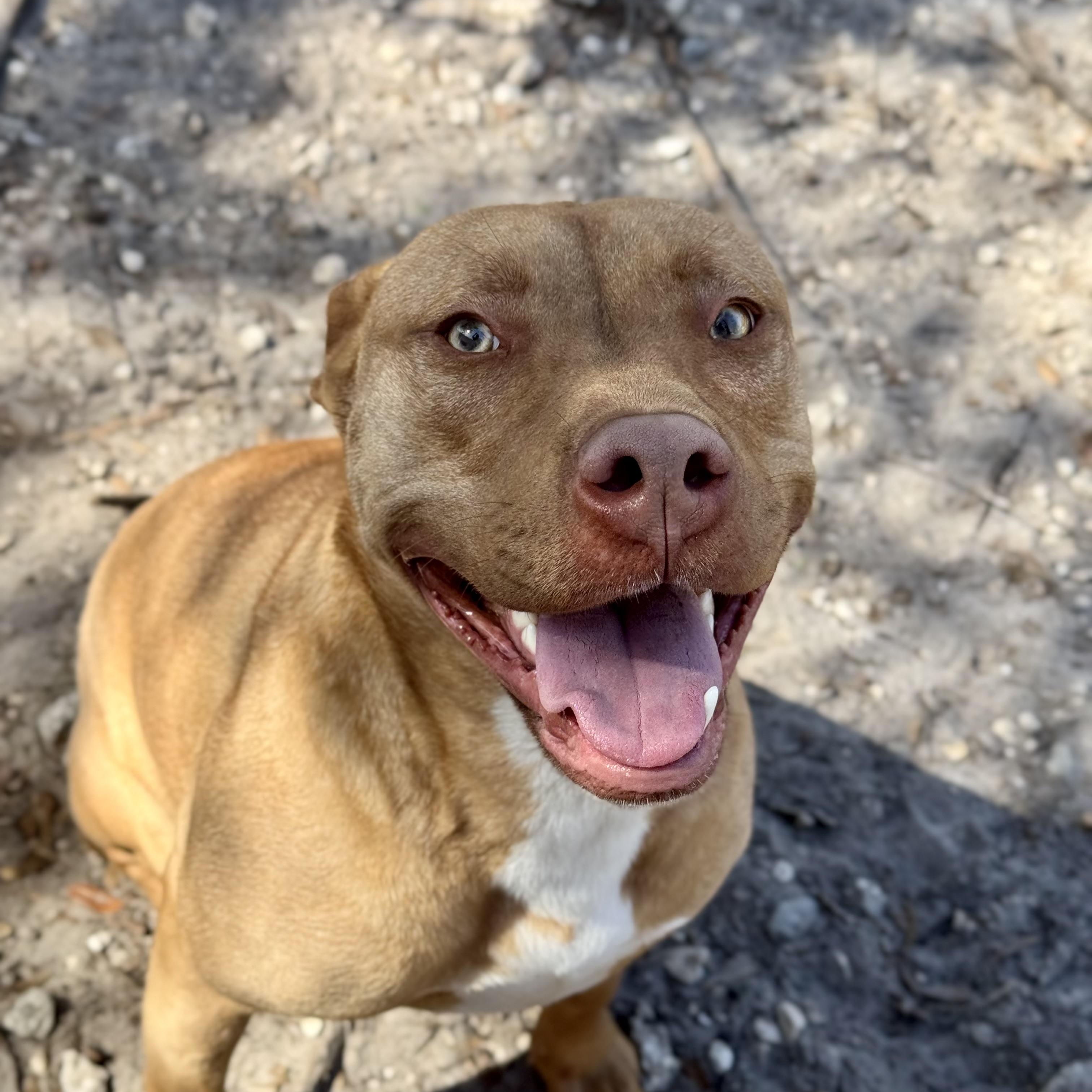 Bruno, ADOPTABLE, Young Male Pit Bull Terrier.