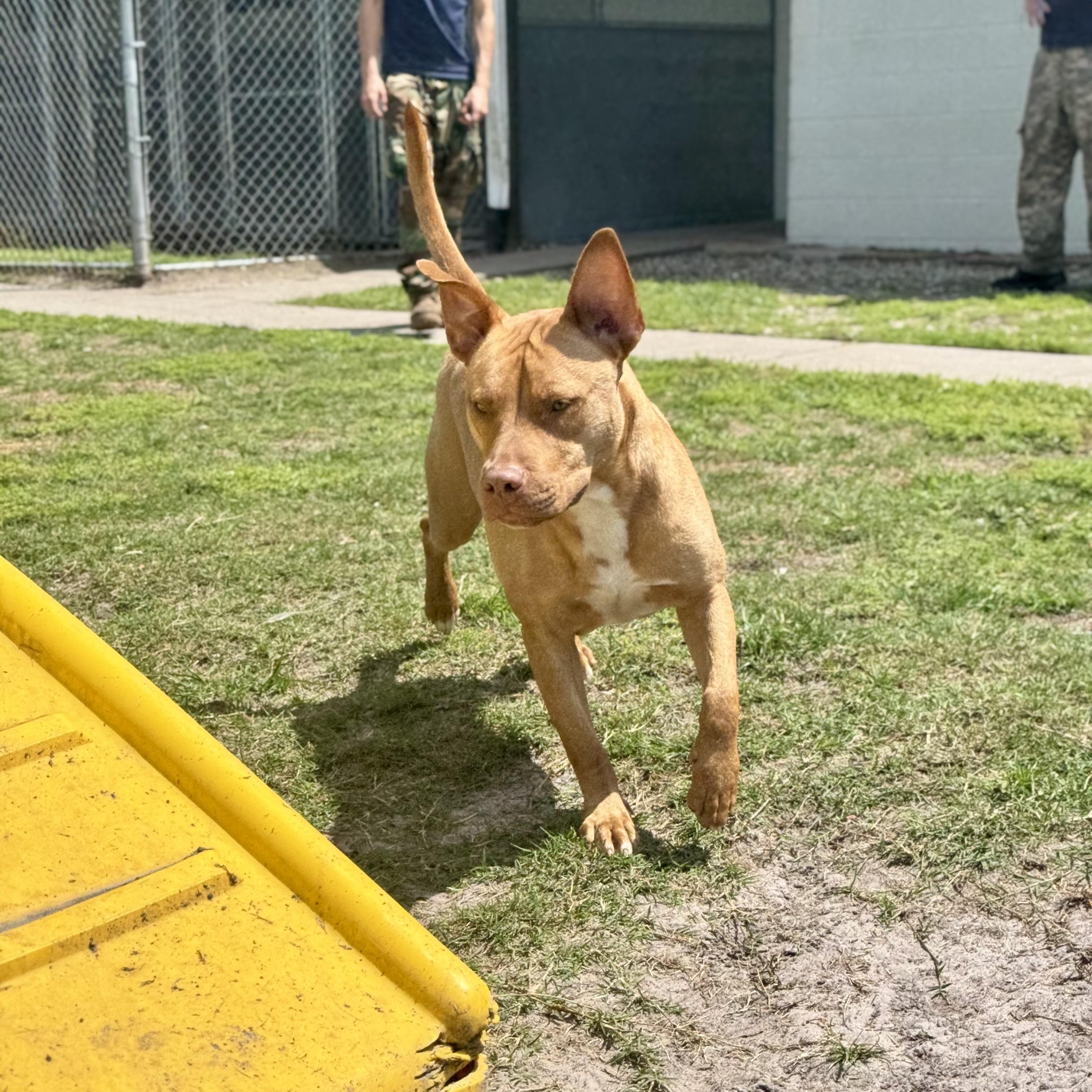 Bruno, ADOPTABLE, Young Male Pit Bull Terrier.