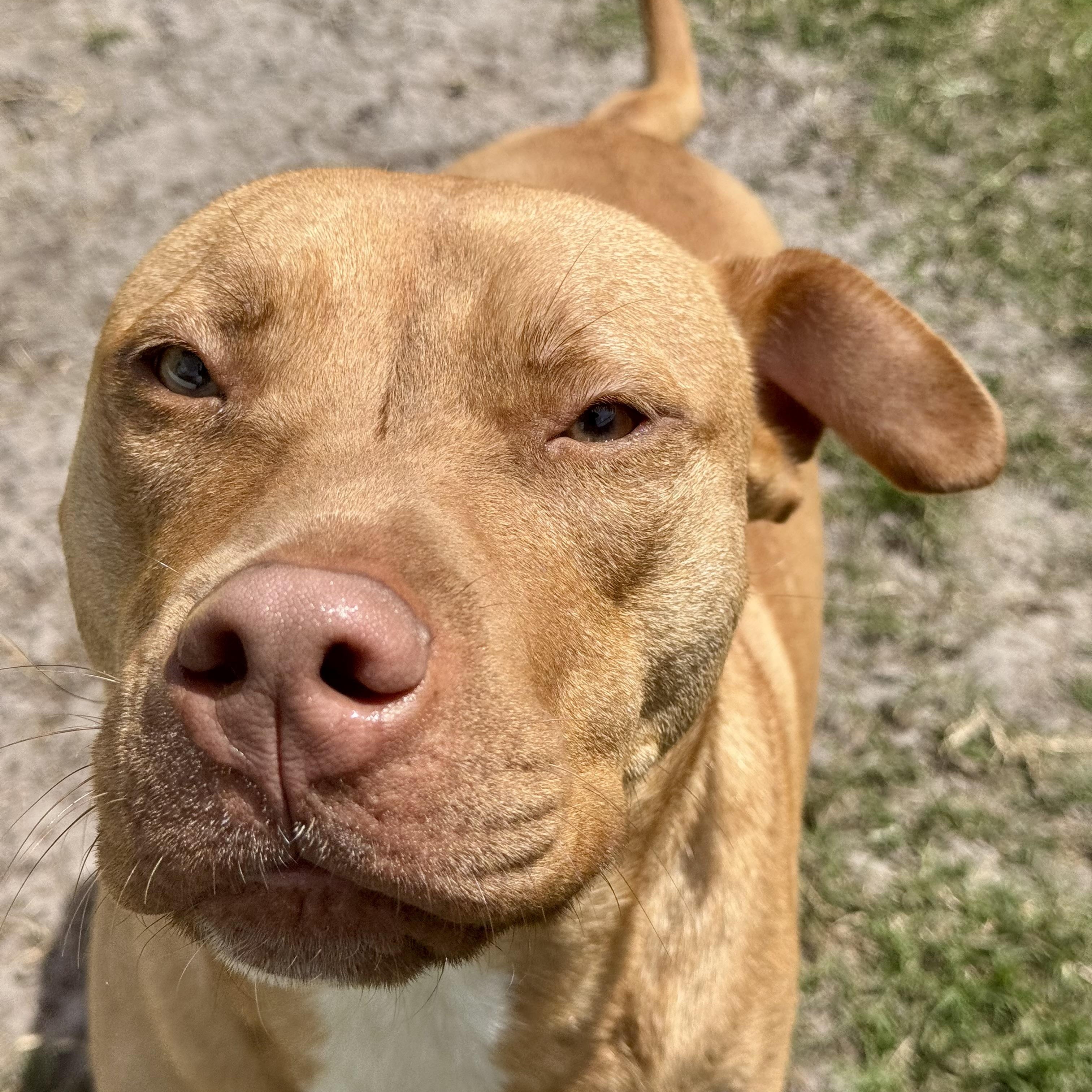 Enlarge Bruno, a ADOPTABLE mixed breed in Maitland, FL image 4/4