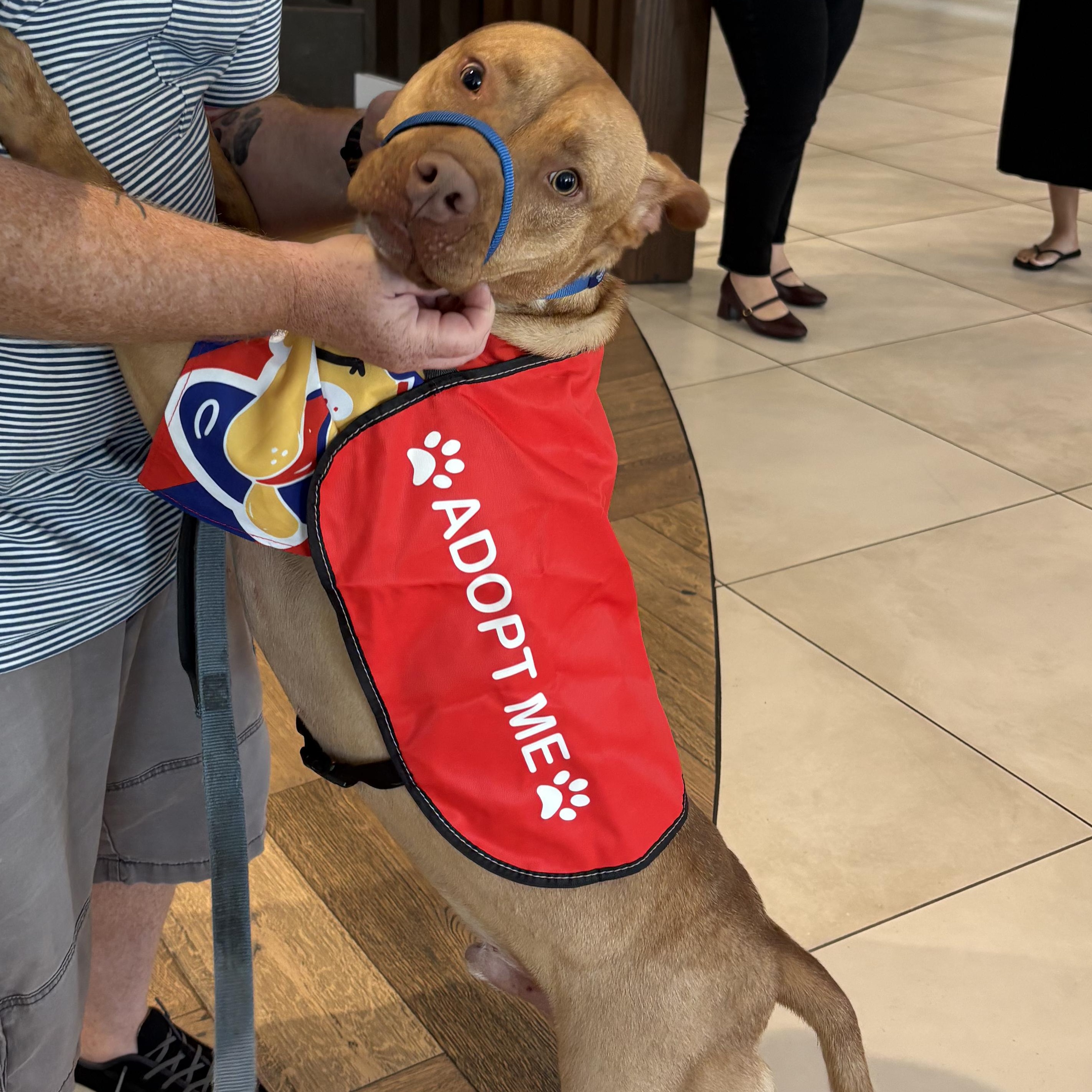 Bruno, a ADOPTABLE mixed breed in Maitland, FL image 4/5