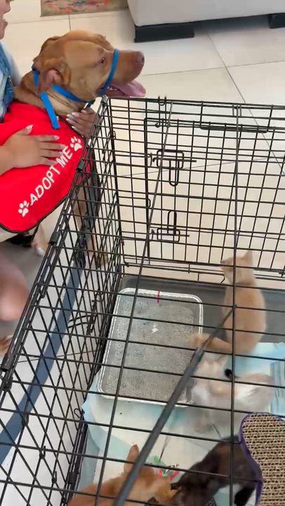 Enlarge Bruno, a ADOPTABLE mixed breed in Maitland, FL video 5/5