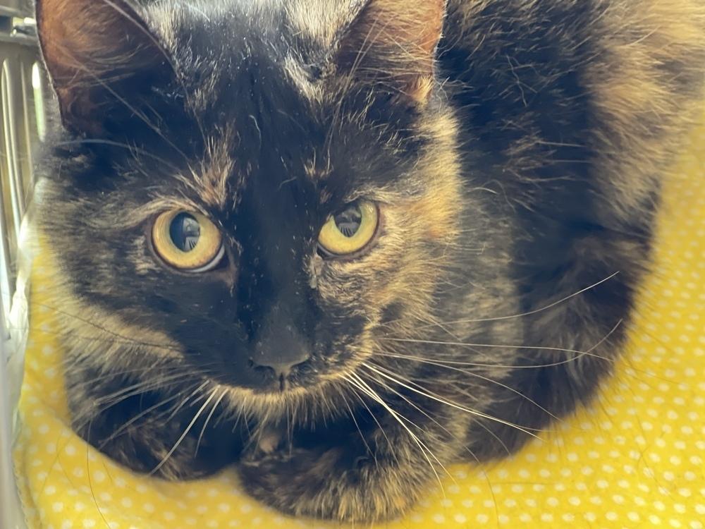 Eartha Kitty KD, Adoptable, Adult Female Domestic Short Hair & Domestic Short Hair.