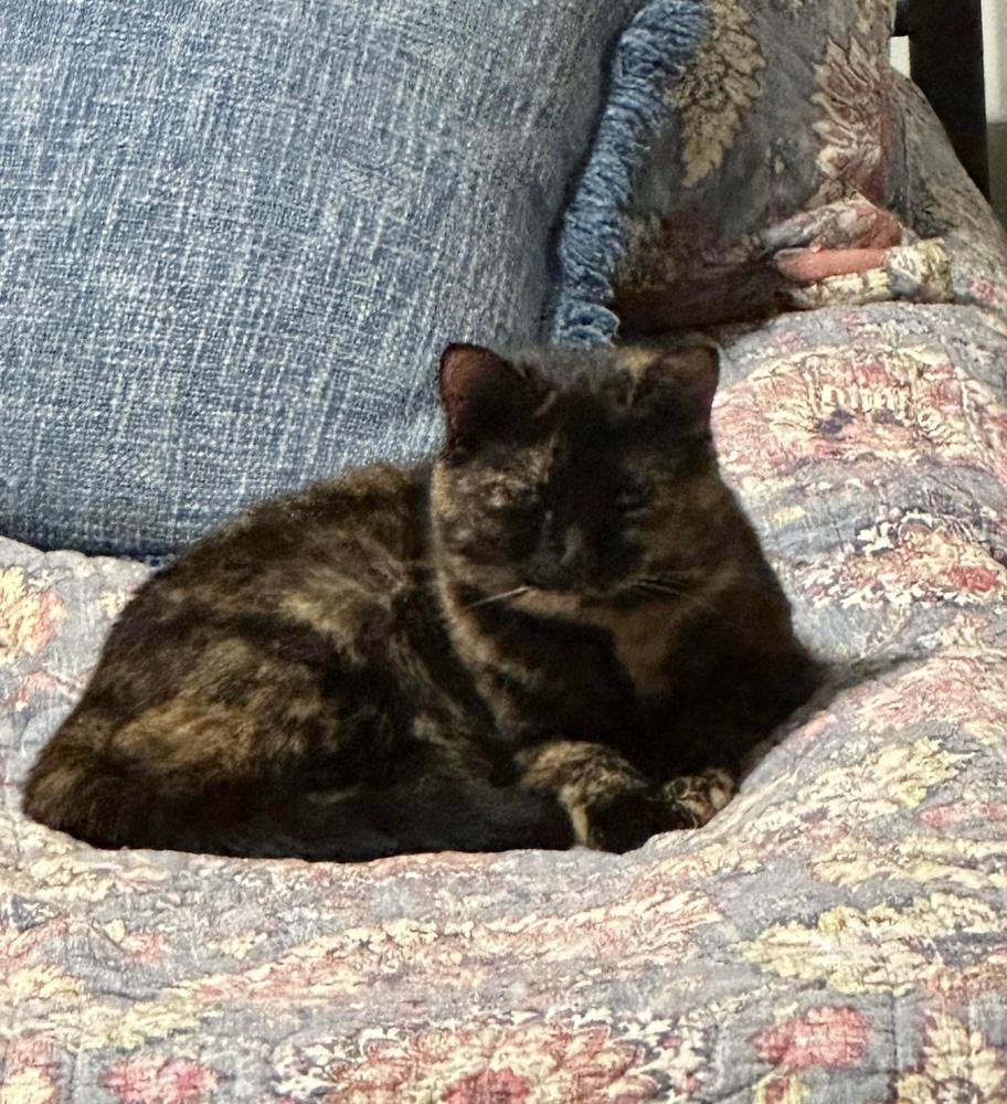 Enlarge Eartha Kitty KD, a Adoptable mixed breed in Greenville, SC image 2/6