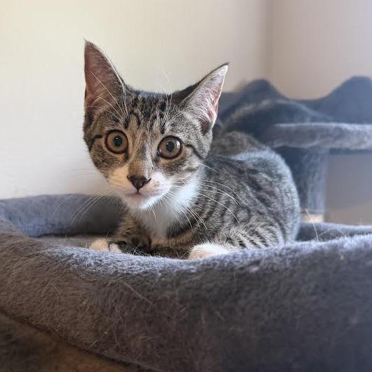 Keroppi, Adoptable, Kitten Female Domestic Medium Hair.