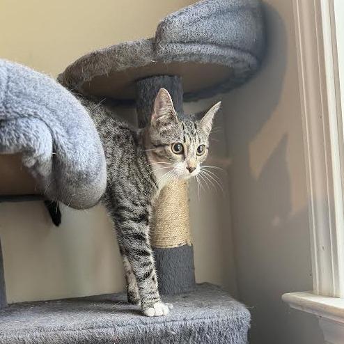 Enlarge Keroppi, a Adoptable Domestic Medium Hair in Wappingers Falls, NY image 2/3
