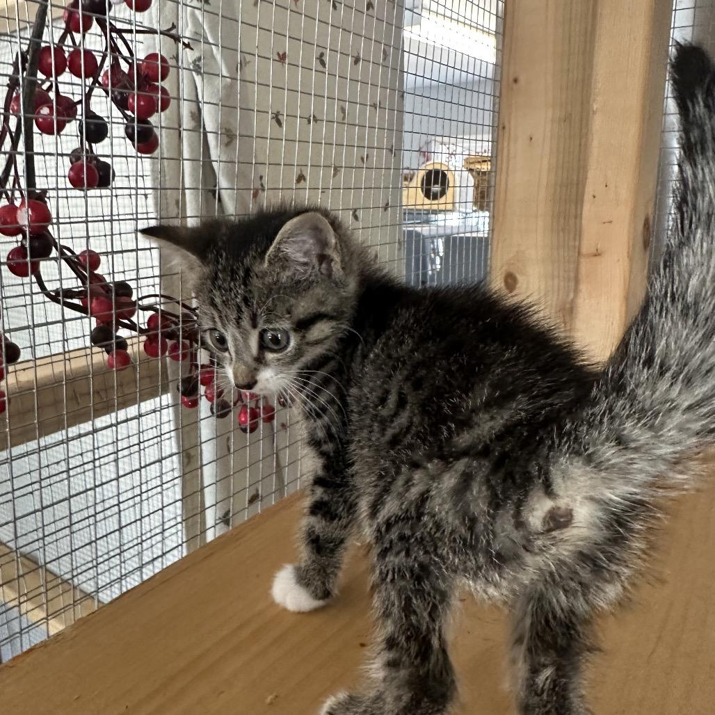 Enlarge Keroppi, a Adoptable Domestic Medium Hair in Wappingers Falls, NY image 3/3