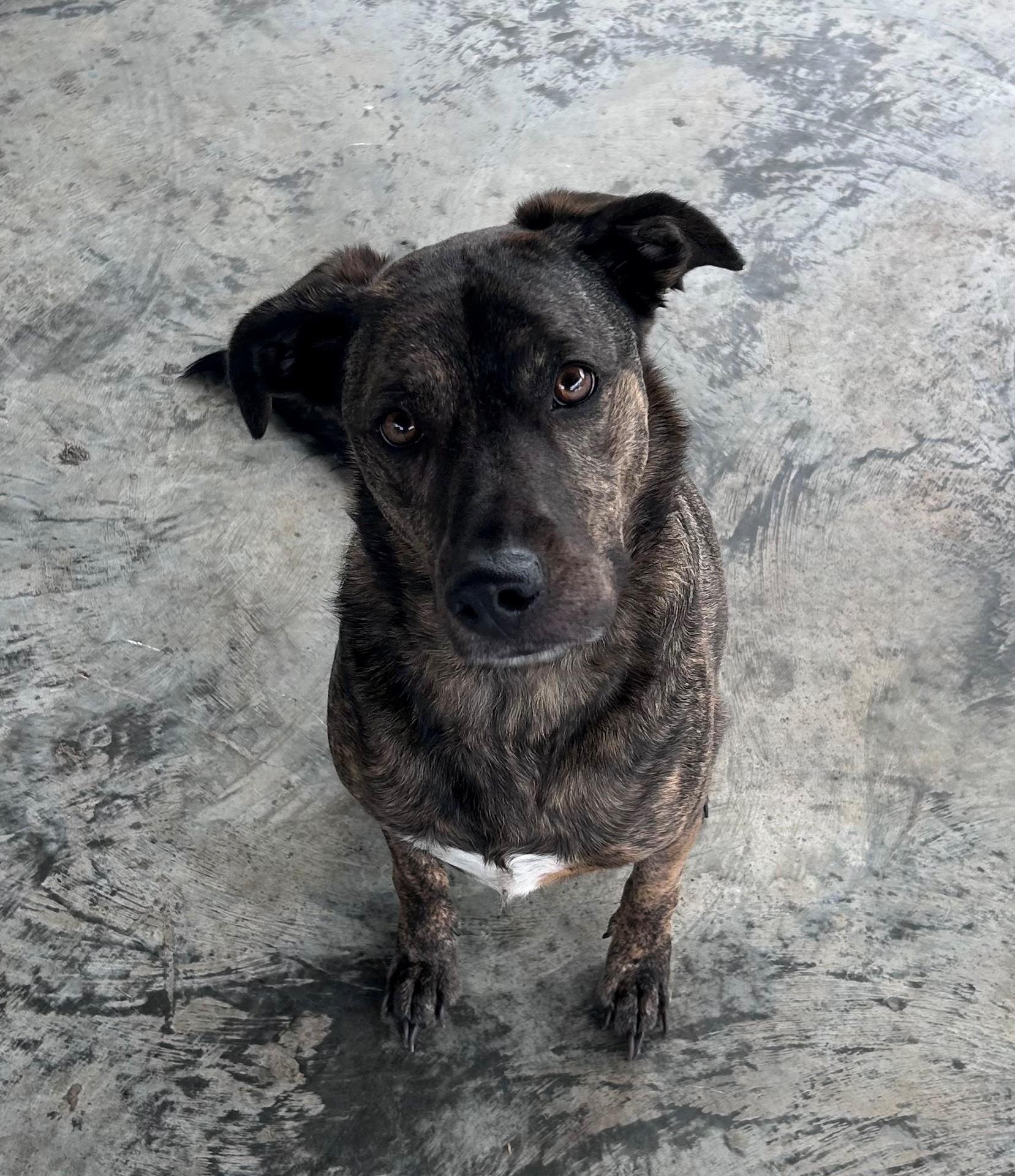 Lana, adopted, Adult Female Pit Bull Terrier.