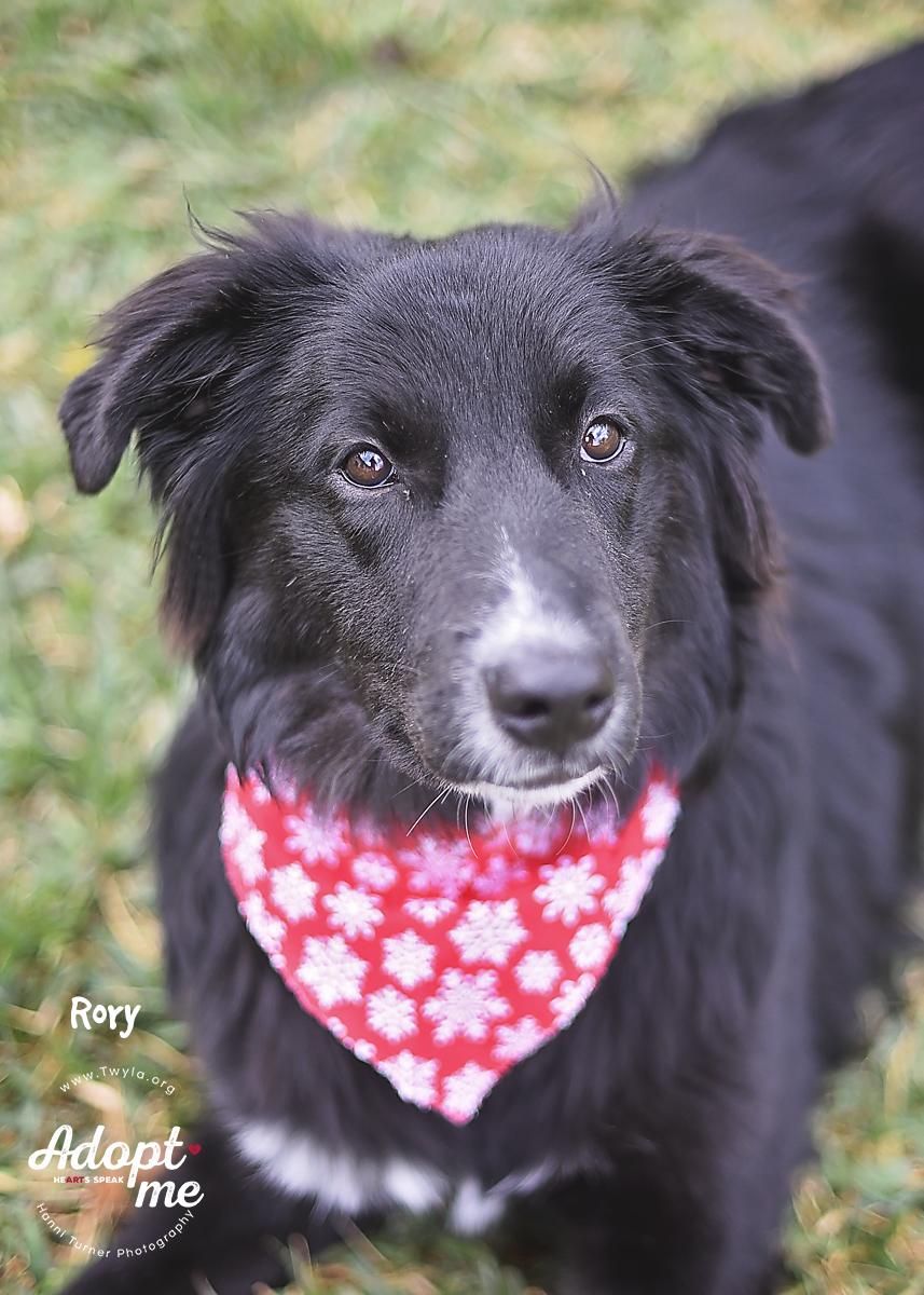 Enlarge Rory, a Adoptable mixed breed in Kingwood, TX image 1/6