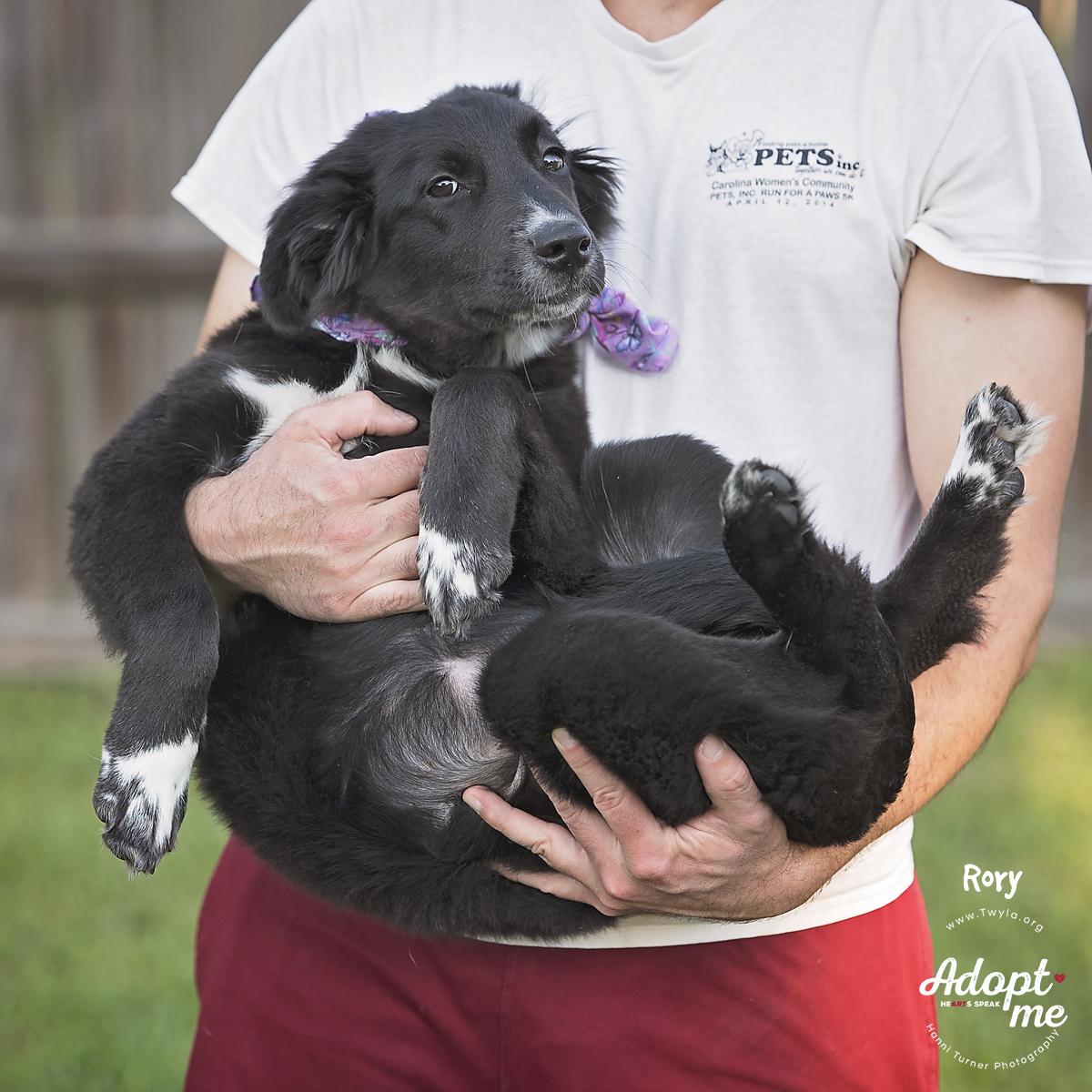 Rory, a Adoptable mixed breed in Kingwood, TX image 3/6