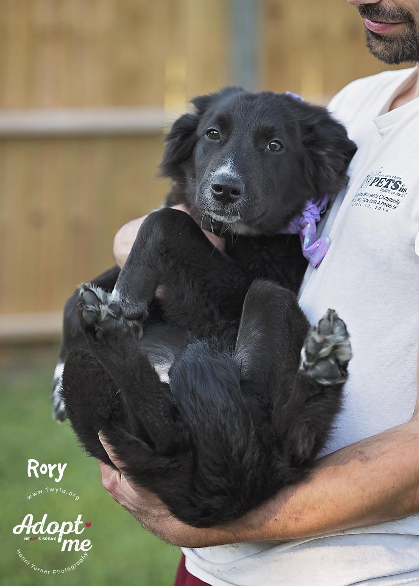 Rory, Adoptable, Young Female German Shepherd Dog & Border Collie.