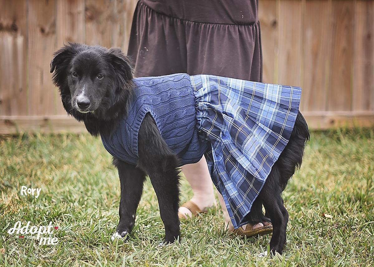 Enlarge Rory, a Adoptable mixed breed in Kingwood, TX image 3/6