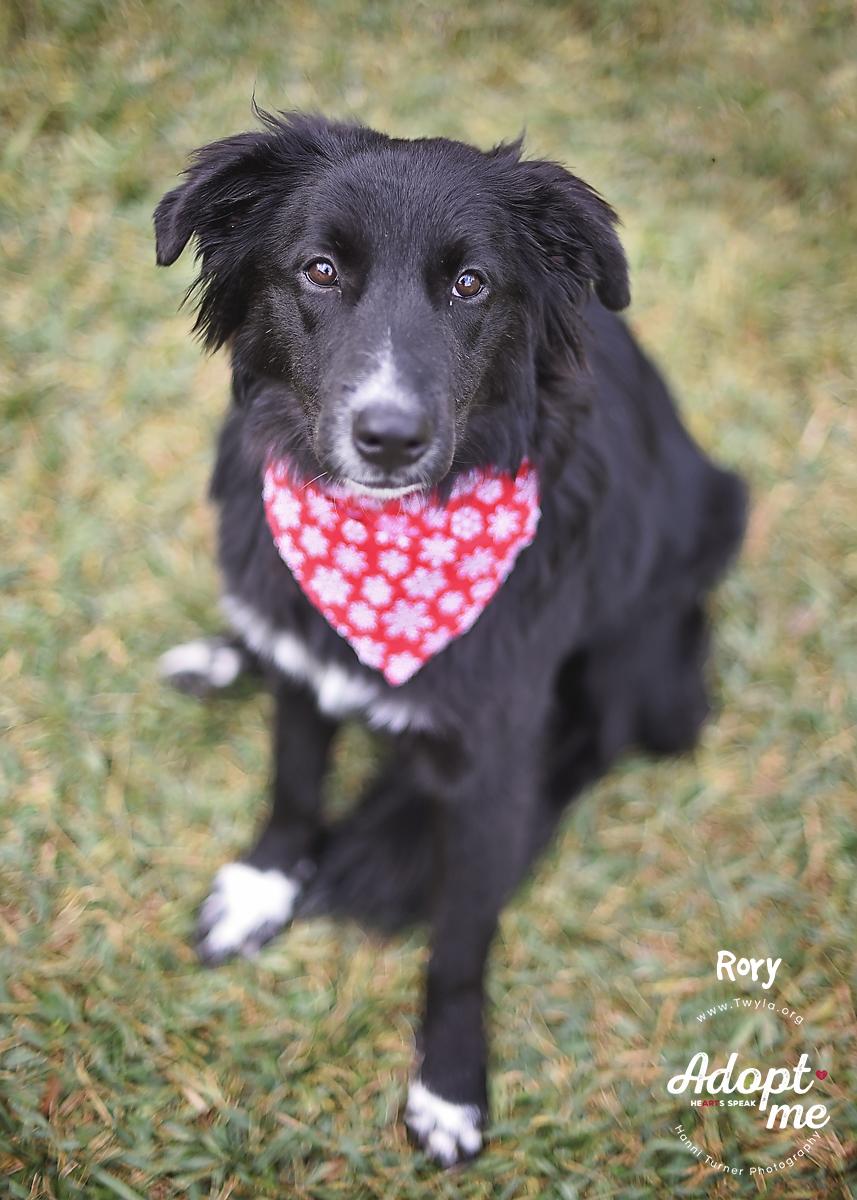 Enlarge Rory, a Adoptable mixed breed in Kingwood, TX image 2/6