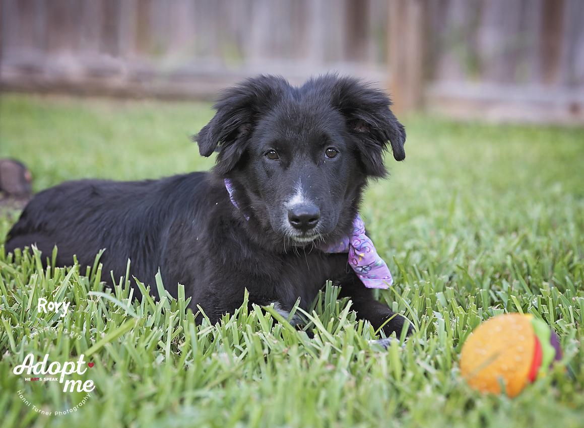 Rory, a Adoptable mixed breed in Kingwood, TX image 2/6