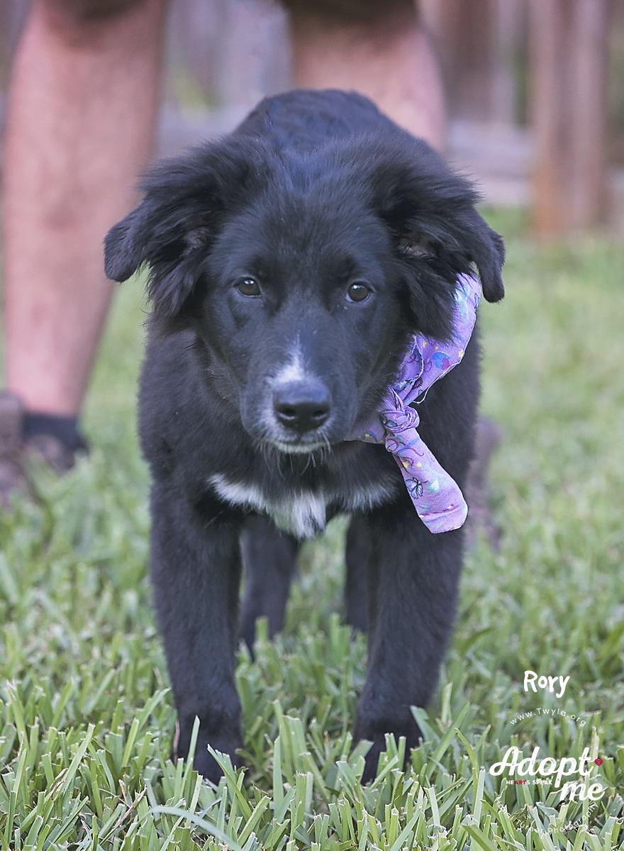 Rory, a Adoptable mixed breed in Kingwood, TX image 4/6