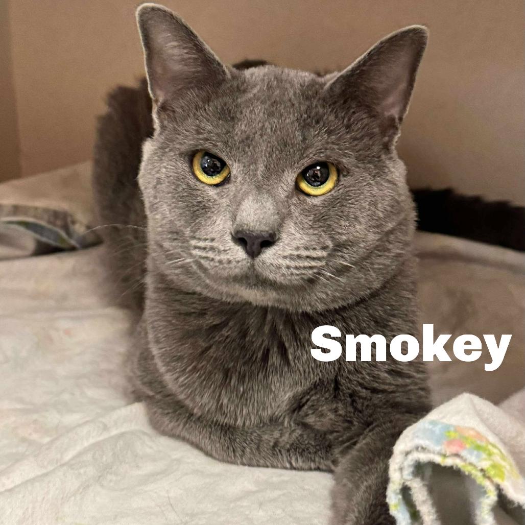 Smokey 251007, Adoptable, Young Male Domestic Short Hair.