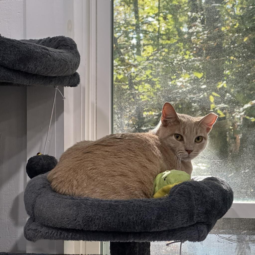 Enlarge Cosmos, a Adoptable Domestic Short Hair in Nokesville, VA image 1/4