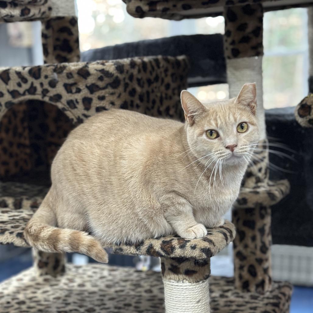 Enlarge Cosmos, a Adoptable Domestic Short Hair in Nokesville, VA image 3/4