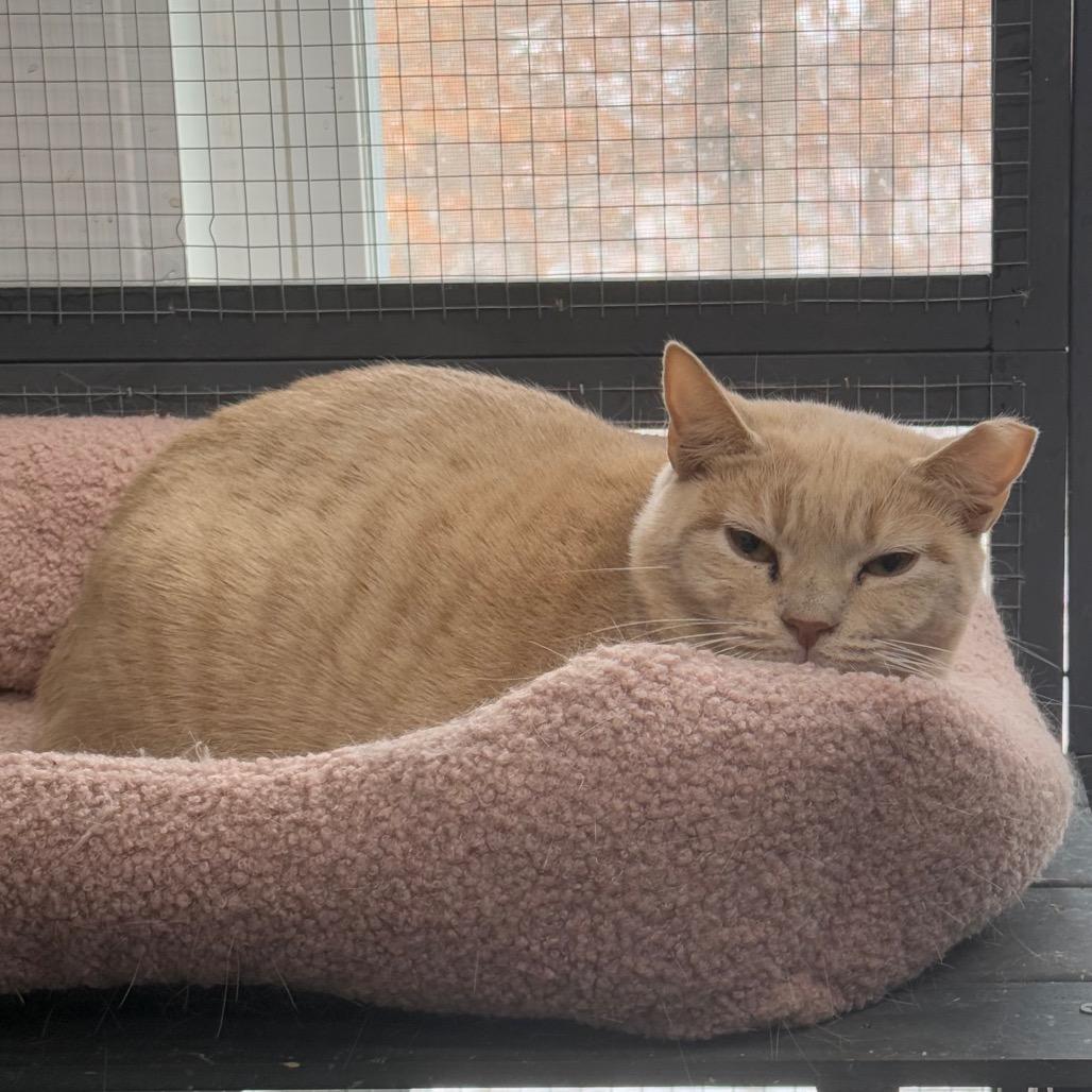 Enlarge Cosmos, a Adoptable Domestic Short Hair in Nokesville, VA image 4/4