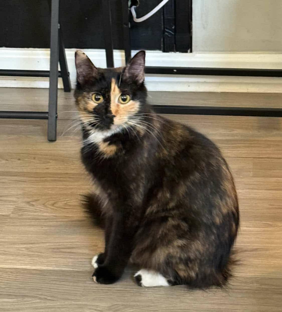 Janeway (female calico), ADOPTABLE, Adult Female Calico.