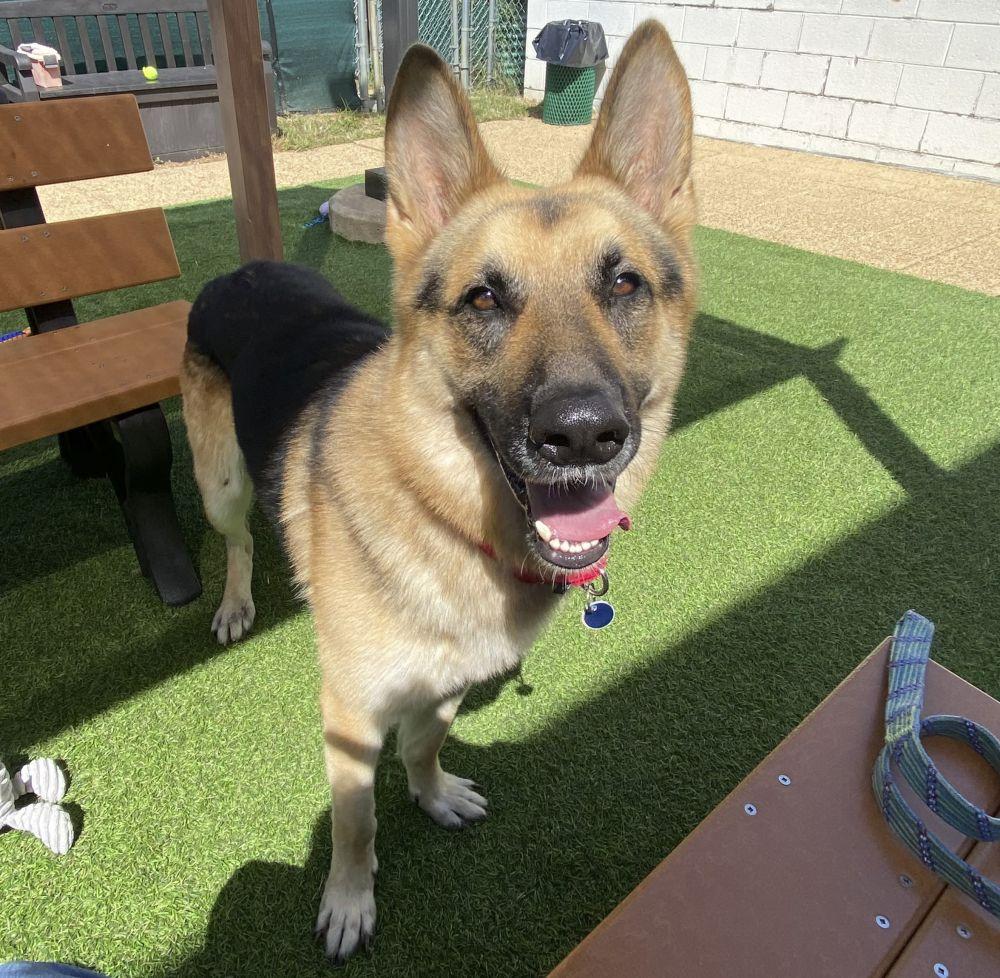 Rocky, Adoptable, Adult Male Mixed Breed.