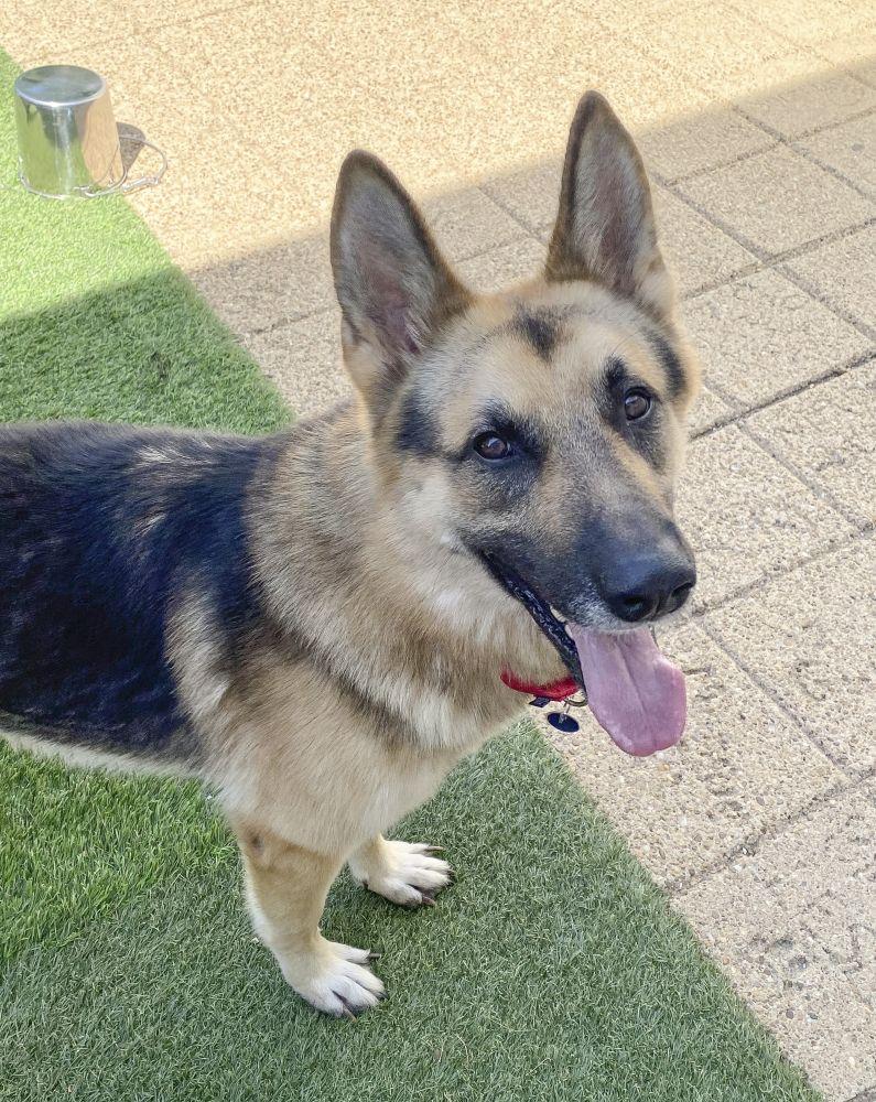 Enlarge Rocky, a Adoptable Mixed Breed in Alexandria, VA image 2/3