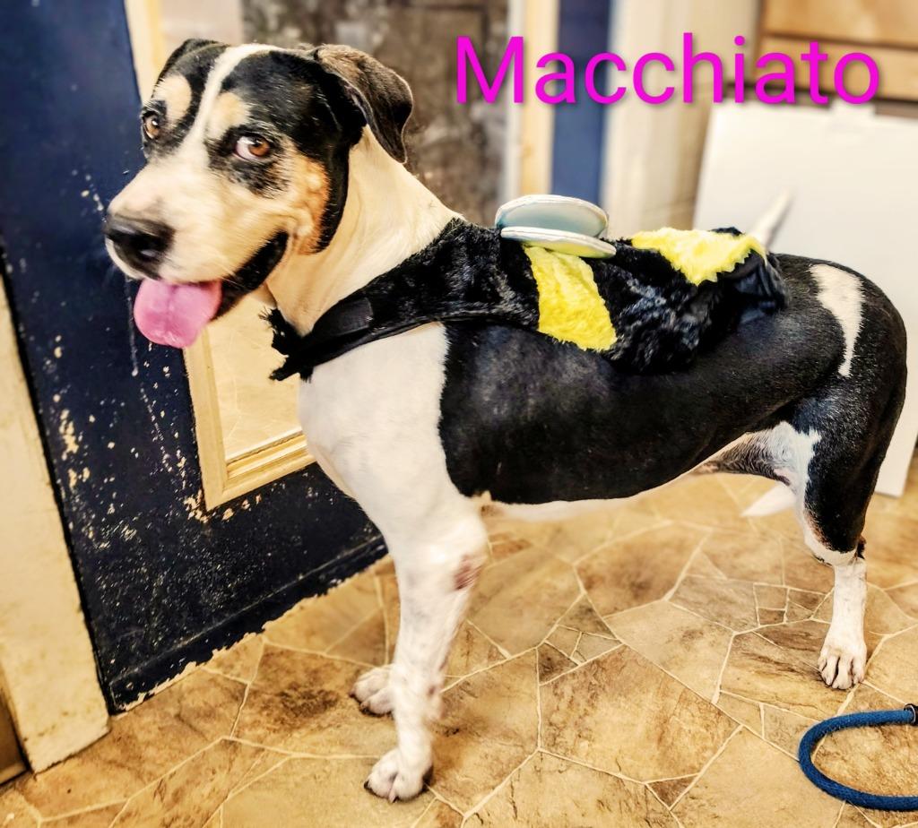Macchiato, Adoptable, Adult Female Labrador Retriever & Hound.