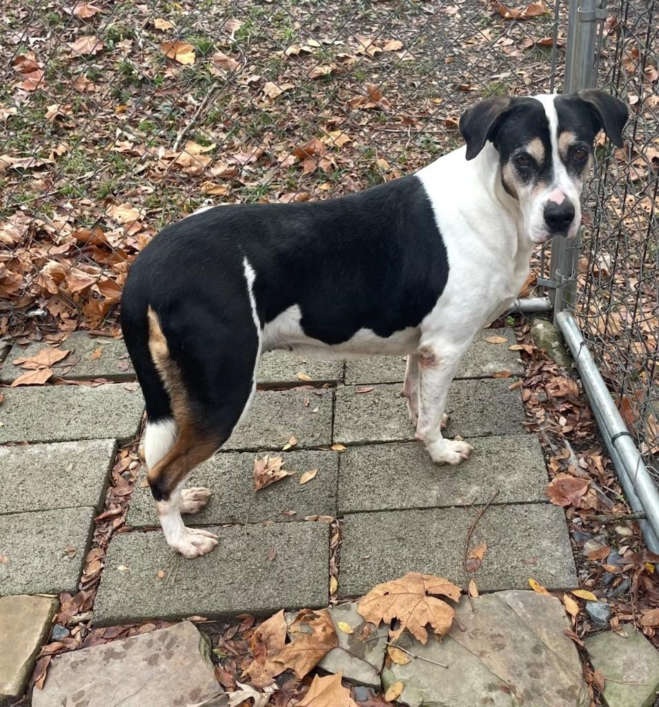 Enlarge Macchiato, a Adoptable mixed breed in Mena, AR image 2/3