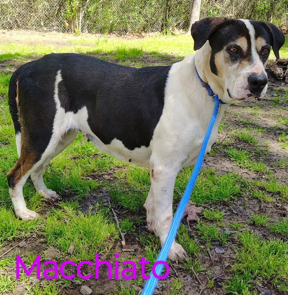 Enlarge Macchiato, a Adoptable mixed breed in Mena, AR image 2/3