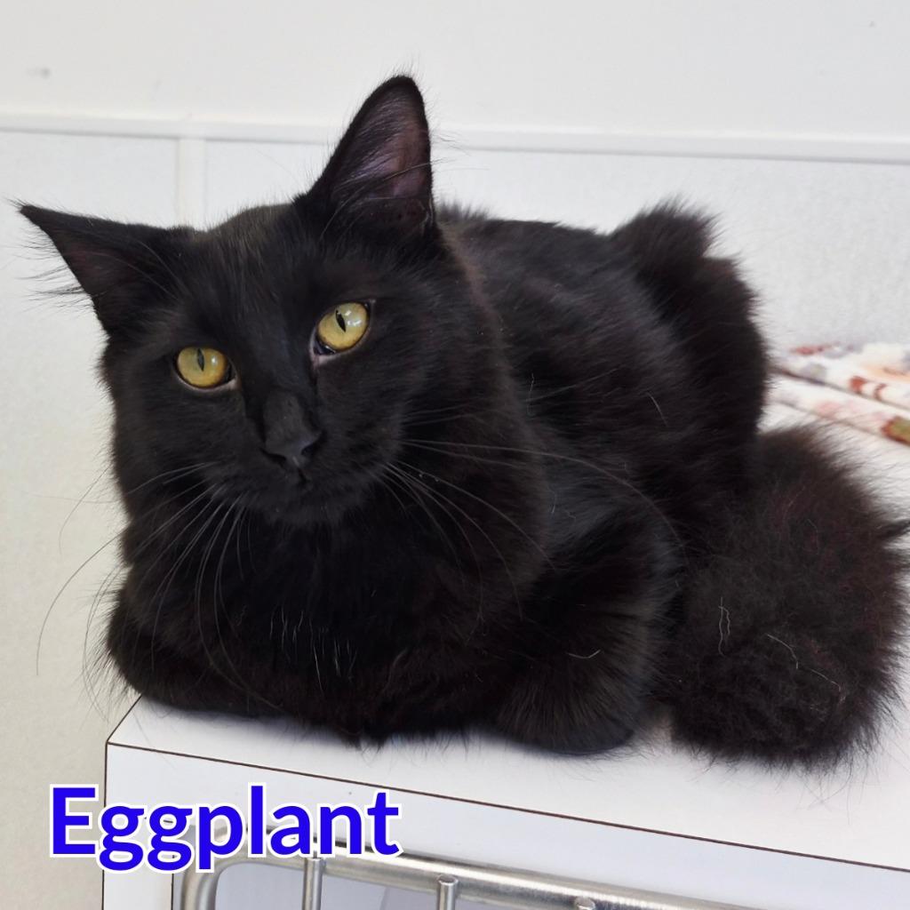 Eggplant, Adoptable, Kitten Male Domestic Long Hair.