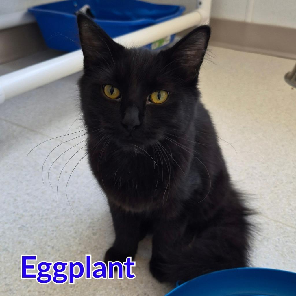 Enlarge Eggplant, a Adoptable mixed breed in North Saint Paul, MN image 2/4