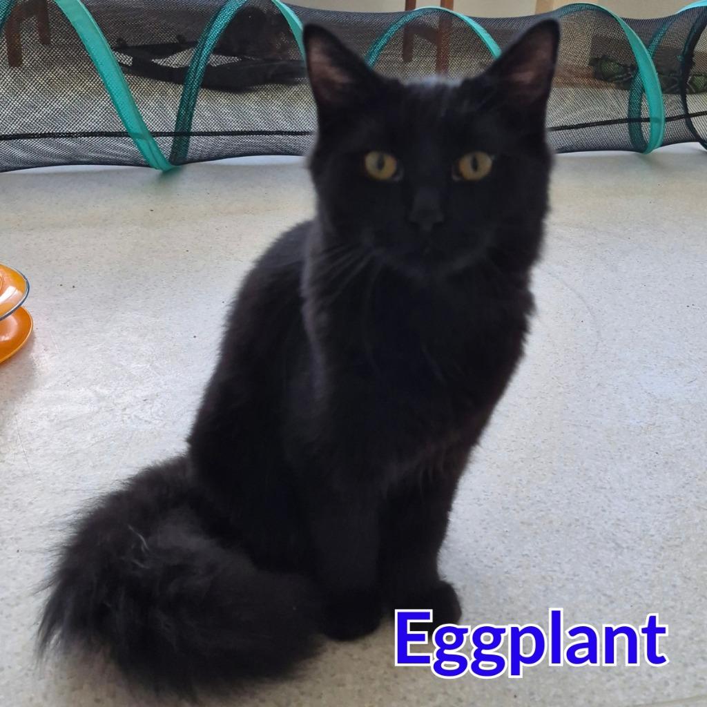 Enlarge Eggplant, a Adoptable mixed breed in North Saint Paul, MN image 3/4