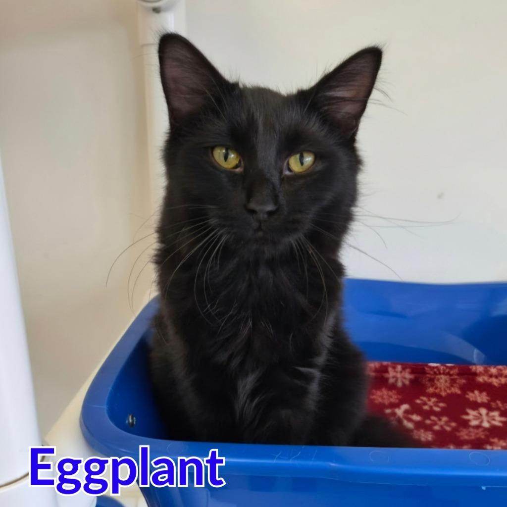 Enlarge Eggplant, a Adoptable mixed breed in North Saint Paul, MN image 4/4