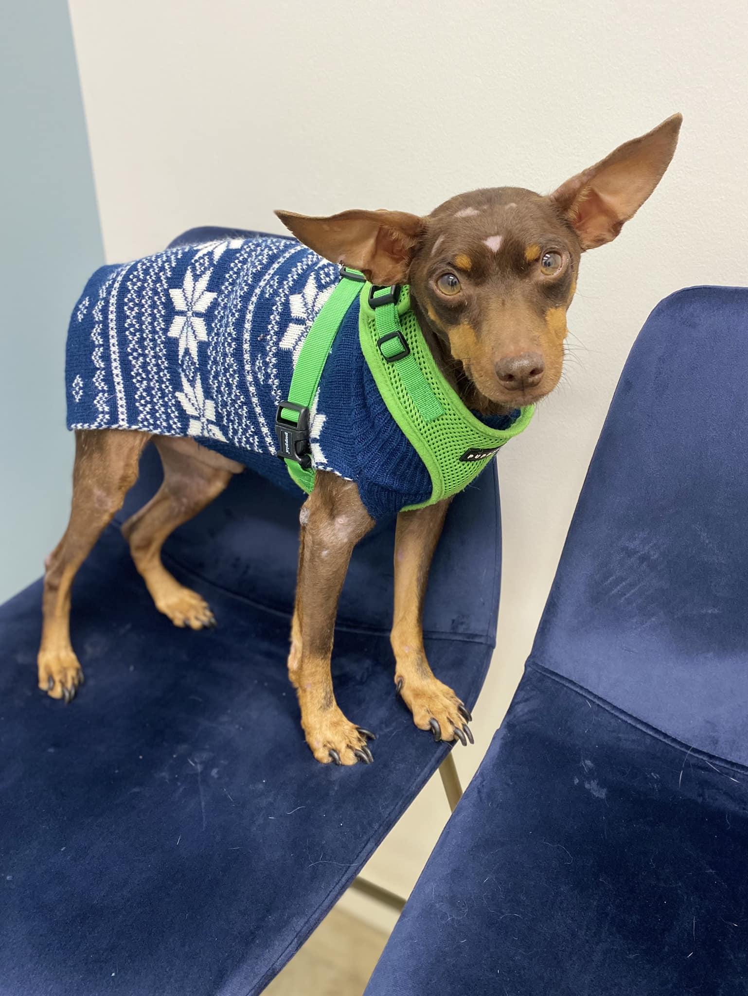 Hardy, a Adoptable Miniature Pinscher in Houston, TX image 2/6