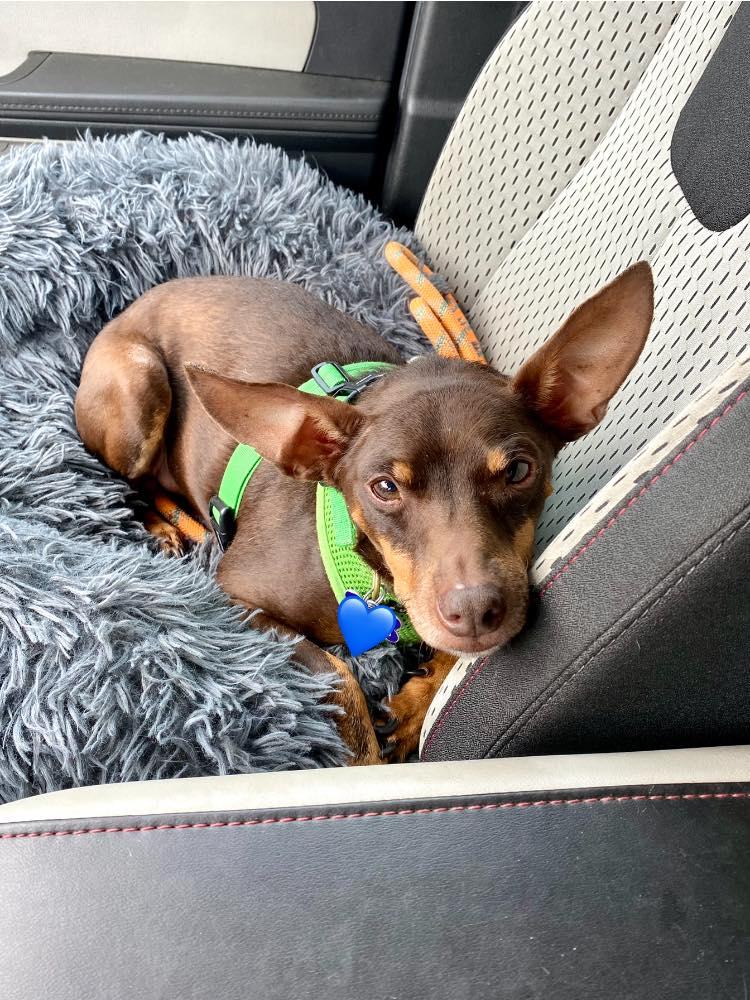 Hardy, a Adoptable Miniature Pinscher in Houston, TX image 6/6