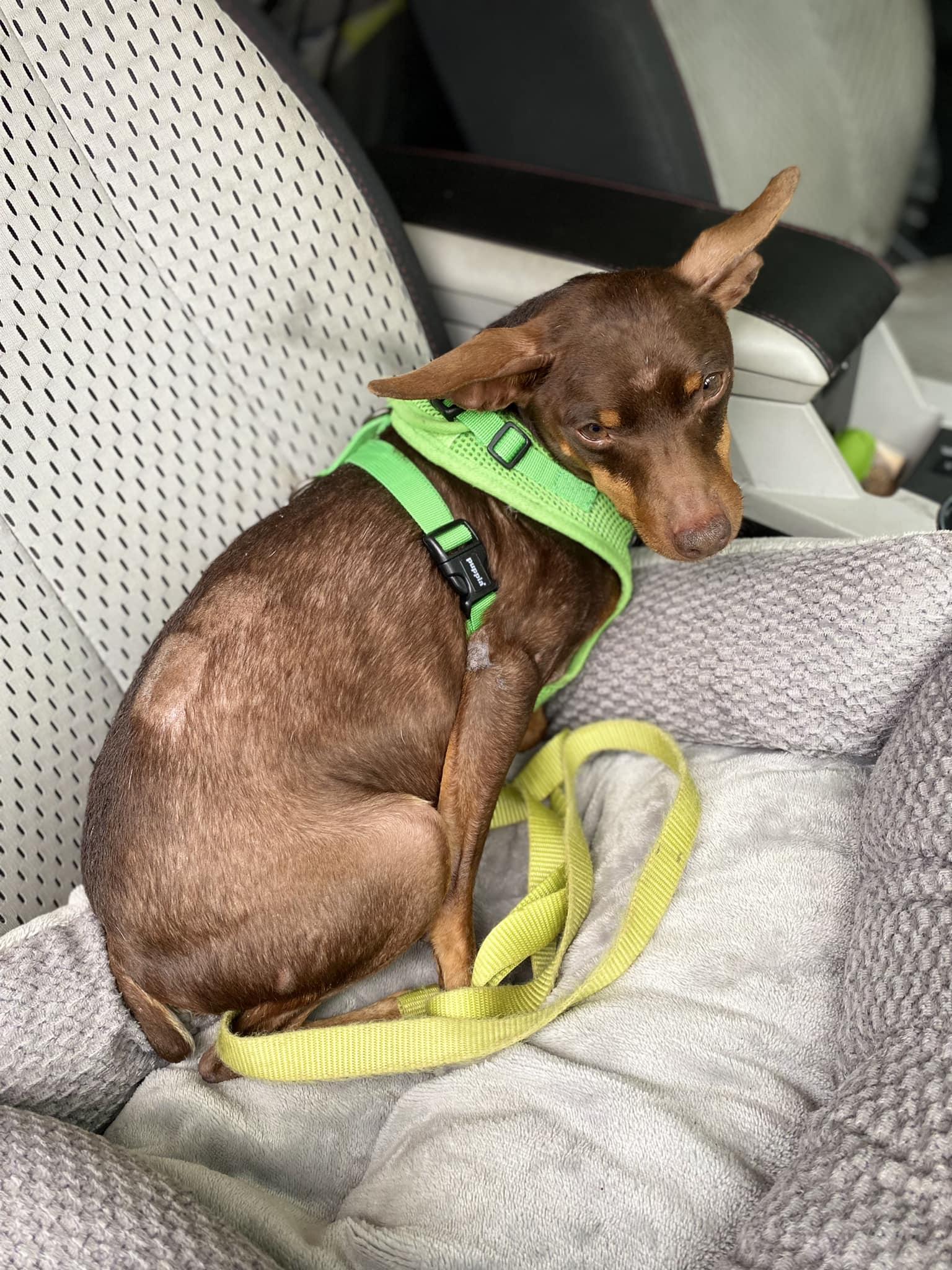 Hardy, a Adoptable Miniature Pinscher in Houston, TX image 5/6