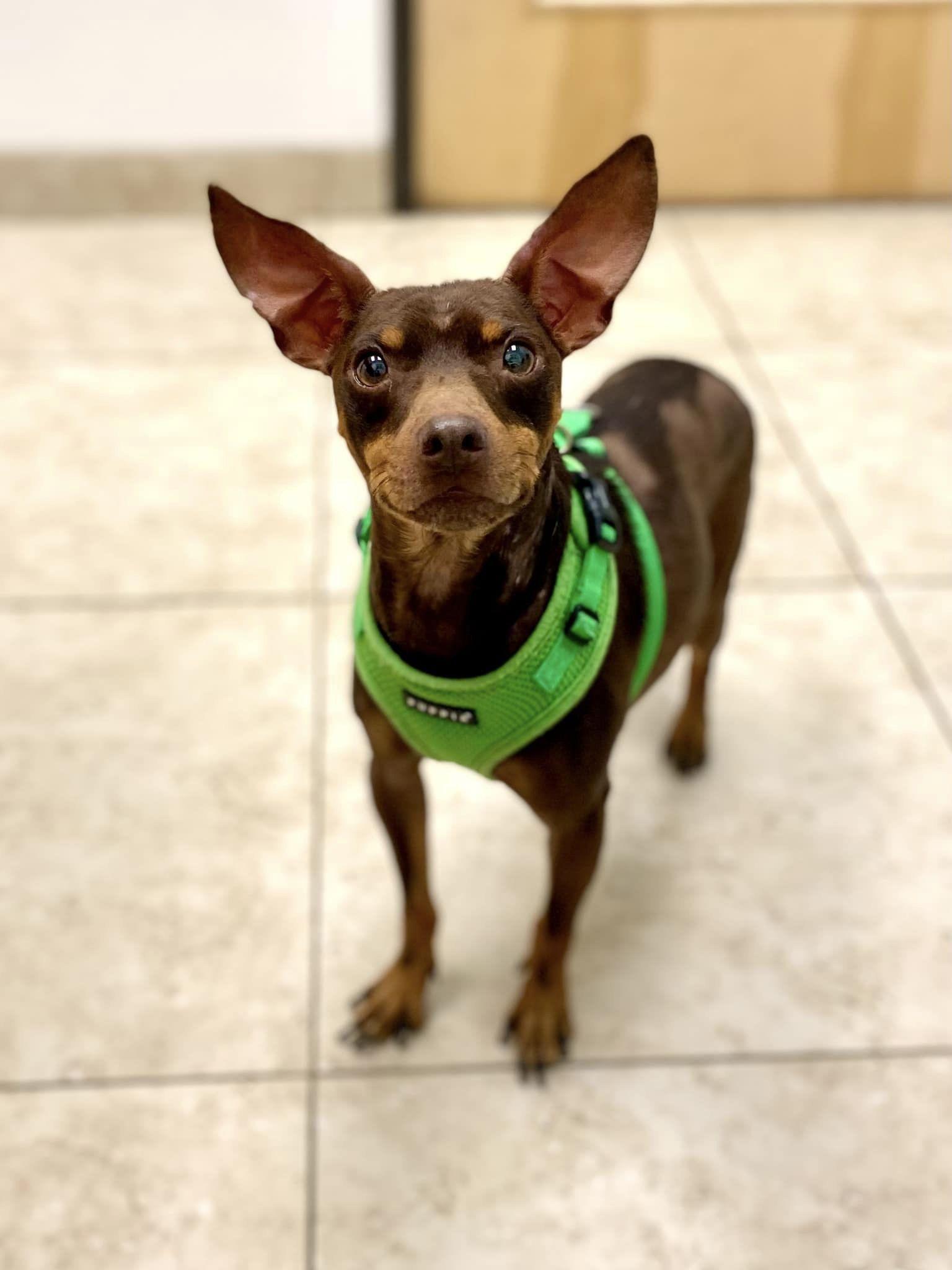 Hardy, Adoptable, Adult Male Miniature Pinscher.
