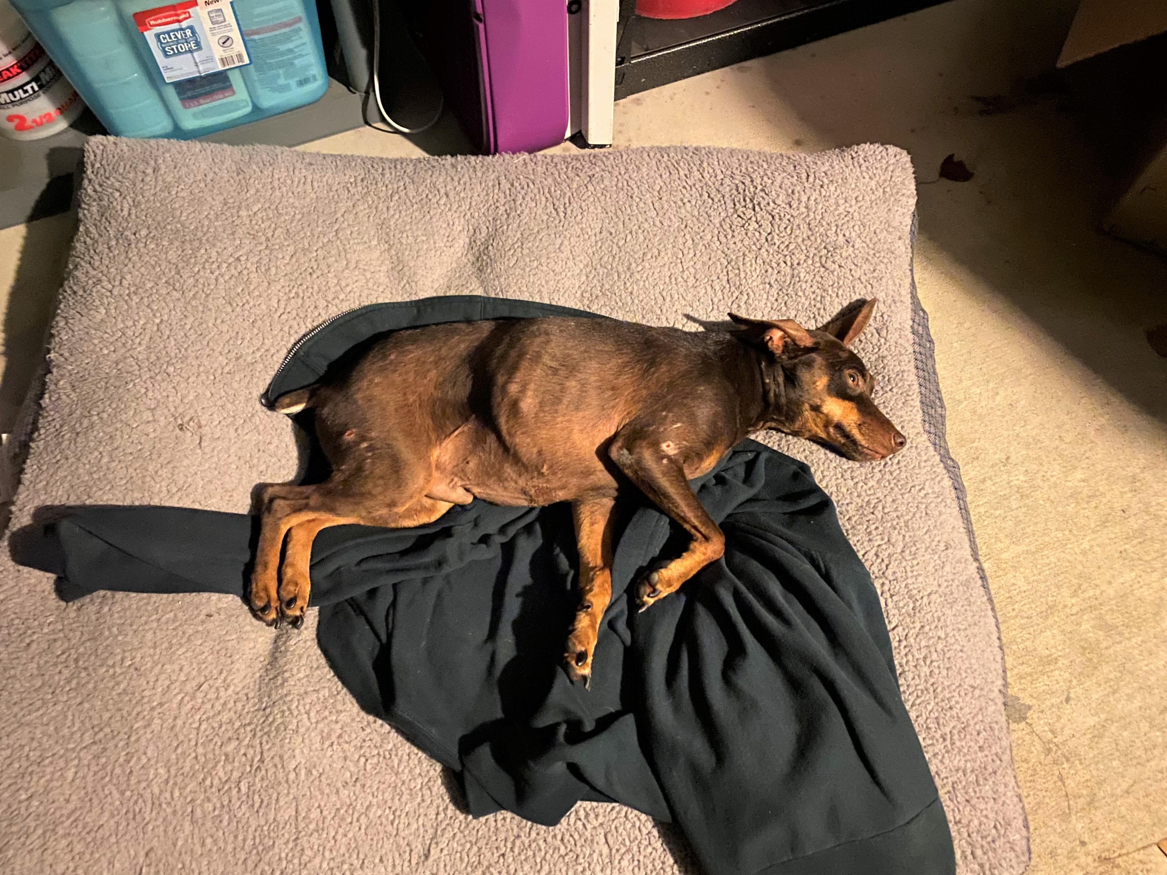 Hardy, a Adoptable Miniature Pinscher in Houston, TX image 3/6