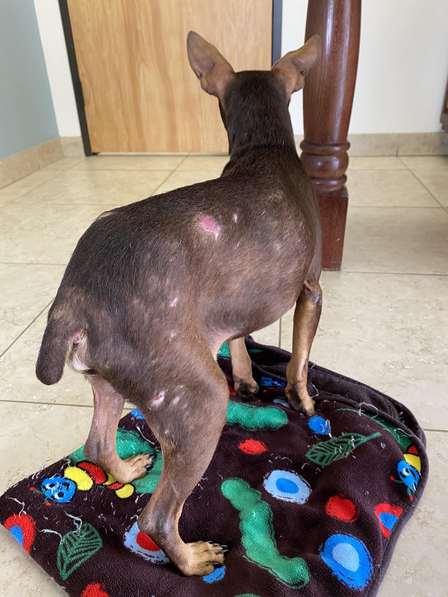 Hardy, a Adoptable Miniature Pinscher in Houston, TX image 4/6