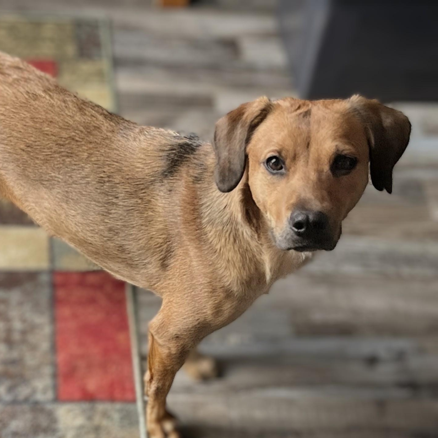 Lady, a Adoptable mixed breed in Potomac, MD image 1/6