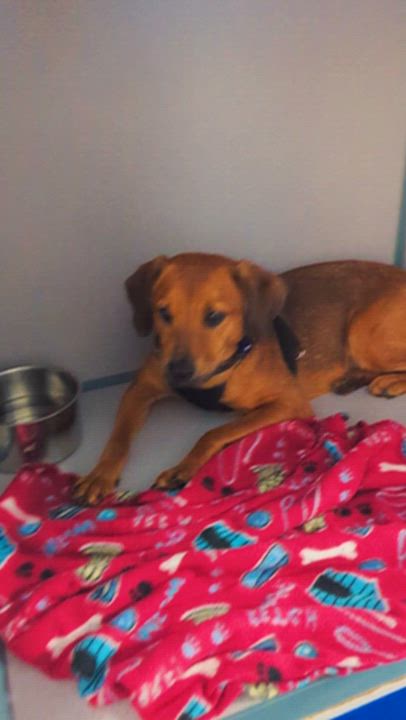 Enlarge Lady, a Adoptable mixed breed in Potomac, MD video 6/6