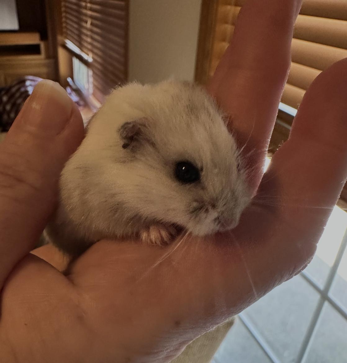Enlarge Sam, a ADOPTABLE Dwarf Hamster in Minneapolis, MN image 2/5