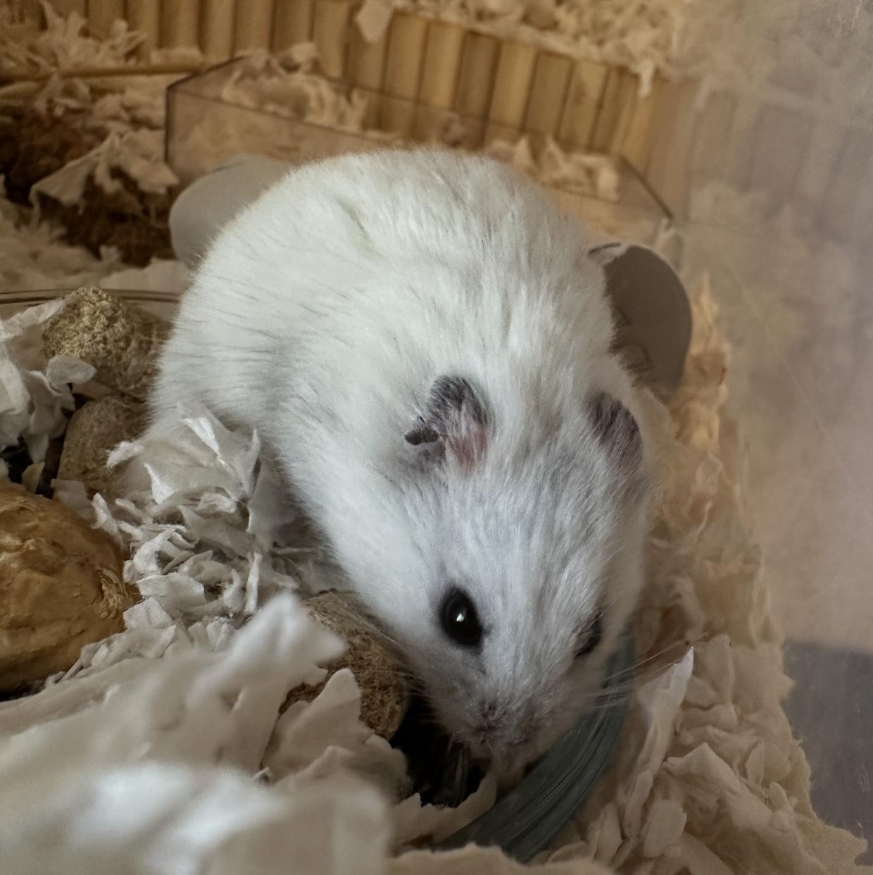 Enlarge Sam, a ADOPTABLE Dwarf Hamster in Minneapolis, MN image 3/5